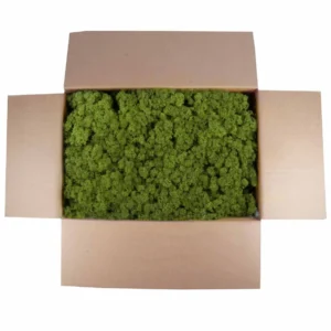 Icelandic moss preserved forest green