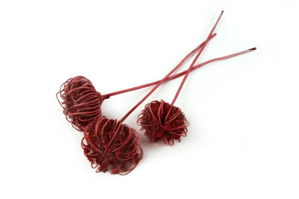 Seed heads o/st. bordeaux