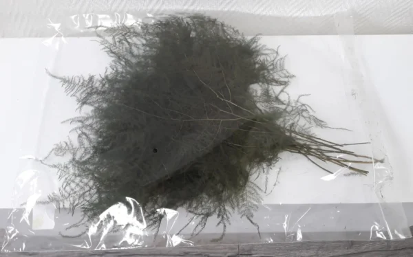 Asparagus plumosus preserved natural