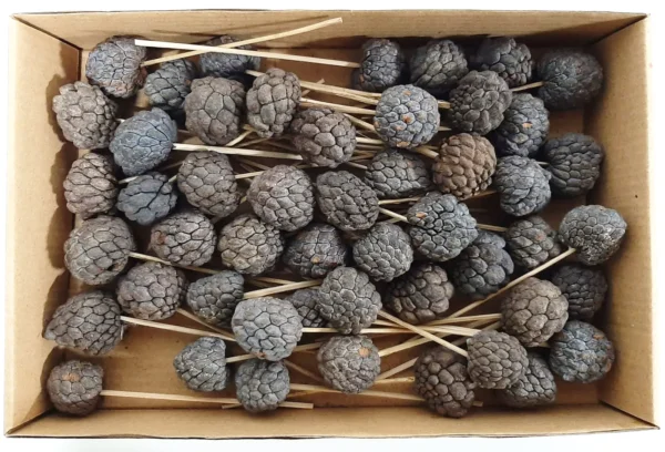 Ata fruit small o/st. natural