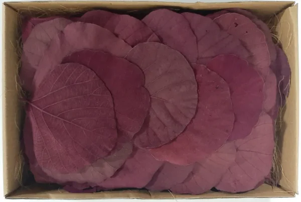 Cobra leaves preserveerd bordeaux