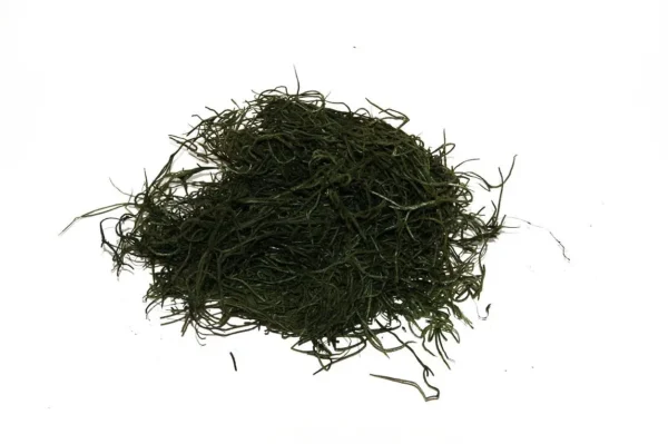 Forest moss preserved moss green