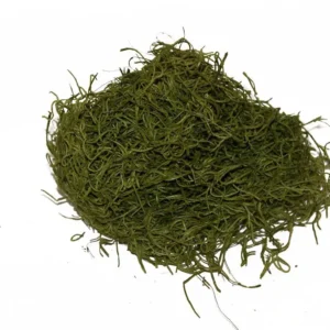 Forest moss preserved apple green