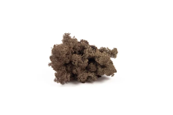 Icelandic moss preserved brown