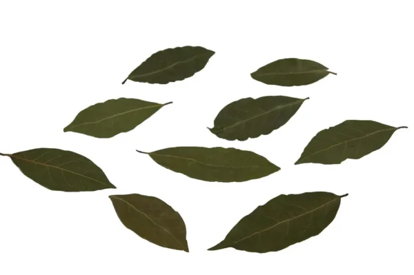 Bay leaves natural