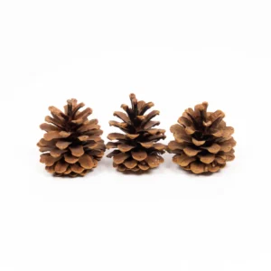 Austriaca cones natural