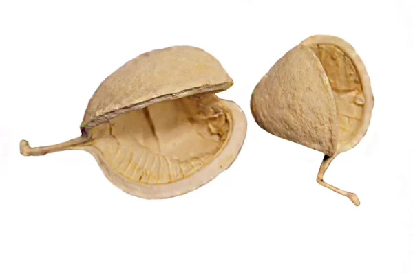 Buddha nuts bleached HKD