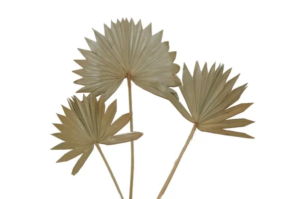 Sun spear natural