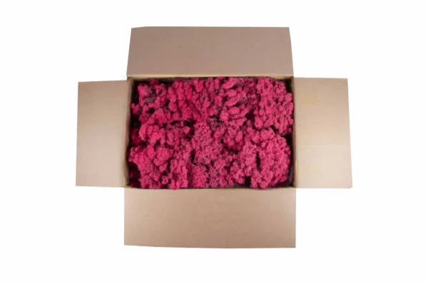 Icelandic moss preserved fuchsia