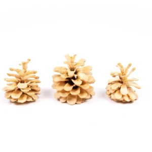 Austriaca cones in net bleached