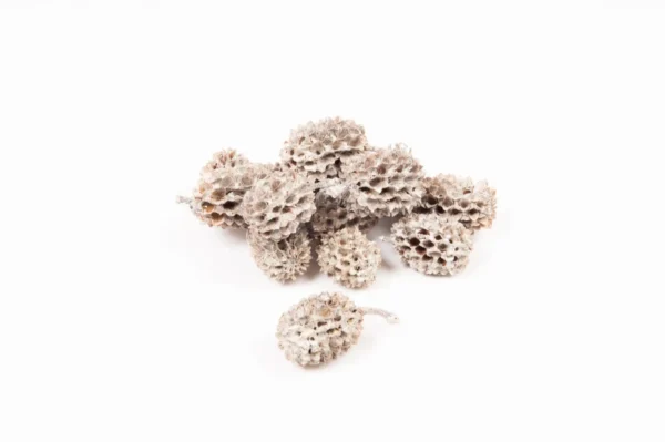 Casuarina heads stone washed white