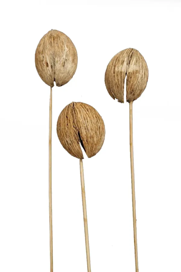 Mintolla balls o/st. stone washed white