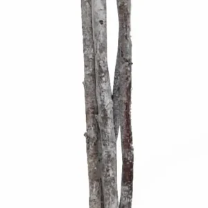Birch 1 mtr. misty white