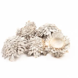 Acorn in net stone washed white