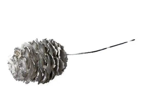 Leucadendron decorum o/wr. stone washed white