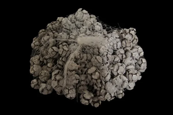 Cypresse in net stone washed white