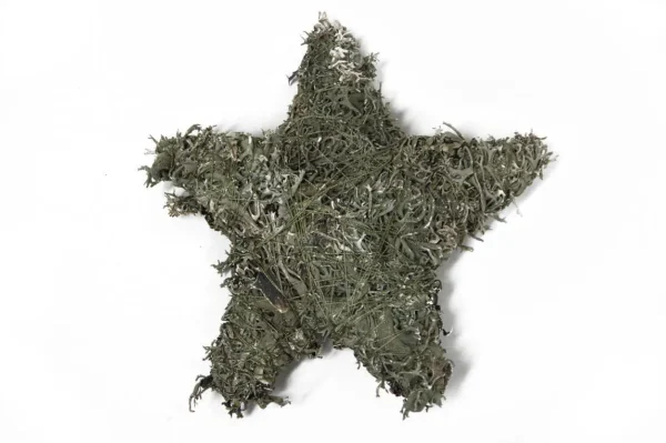 Star tree moss 30 cm natural