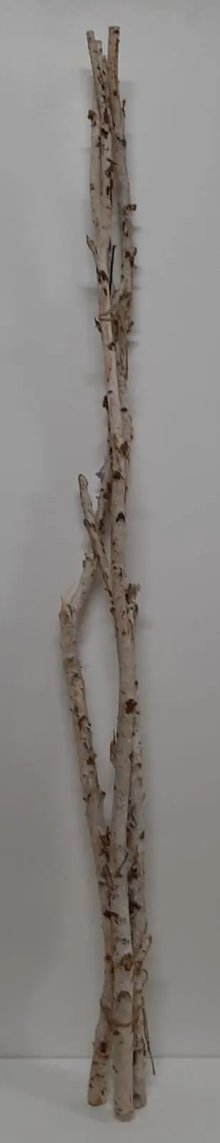 Birch 2 mtr. natural