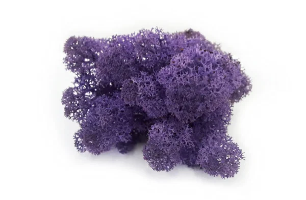 Icelandic moss preserved purple 67
