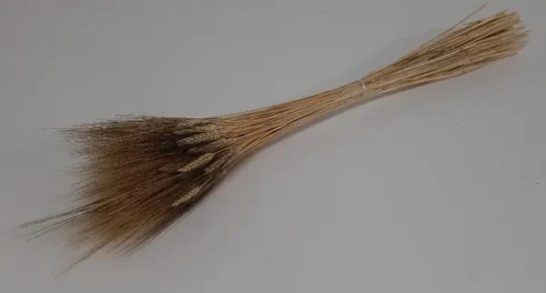 Triticum gig natural with black grains