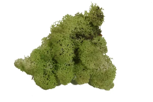 Icelandic moss preserved mint green