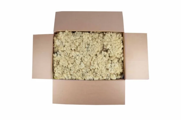 Icelandic moss preserved sepia