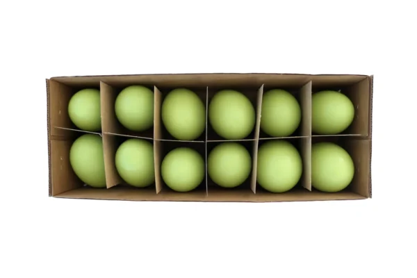 Chicken eggs misty green