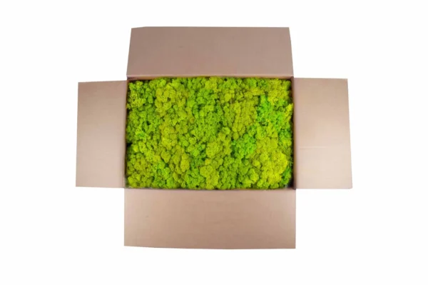 Icelandic moss preserved spring green