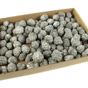 Ata fruit mini stone washed white