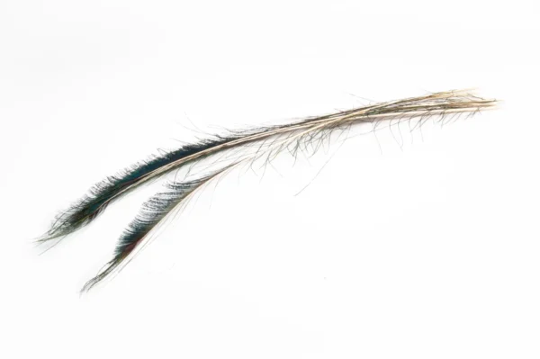 Peacock wing feathers 70 cm natural