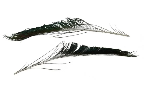 Peacock wing feathers 40 cm natural