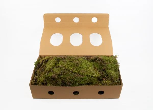 Flat moss natural