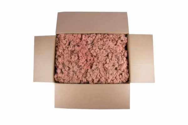 Icelandic moss preserved light pink