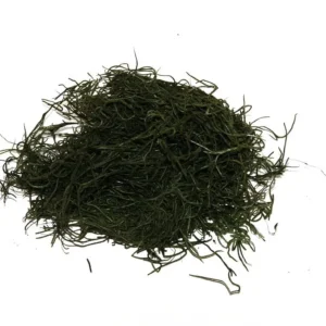 Forest moss preserved moss green