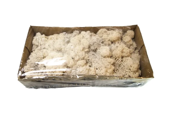 Icelandic moss preserved misty white