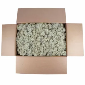 Icelandic moss preserved misty white