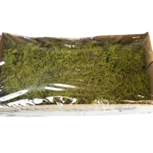 Flat moss preserved green