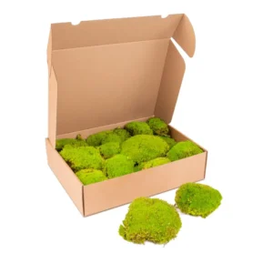 Ball moss preserved spring green
