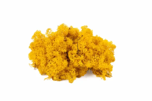 Icelandic moss preserved yellow