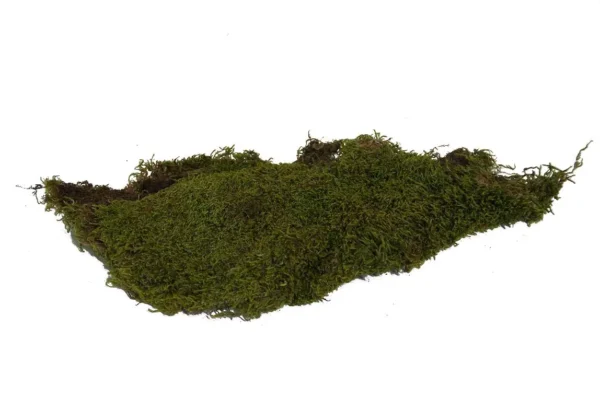 Flat moss natural