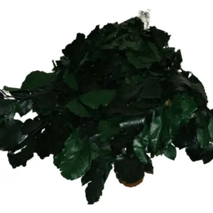 Beech preserved olive