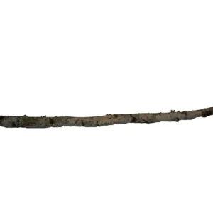 Birch trunk 2 mtr. dia. 10-12 cm natural