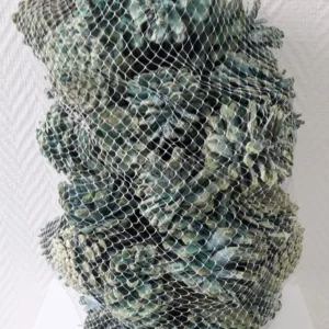 Austriaca cones in net stone washed apple green