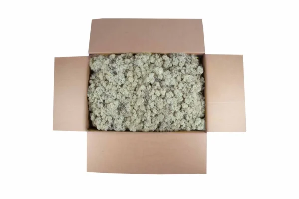 Icelandic moss preserved misty white