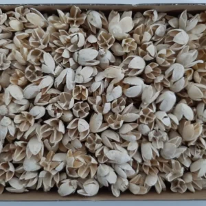 Bakuli bleached