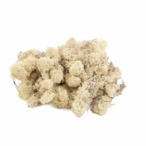 Icelandic moss preserved misty white