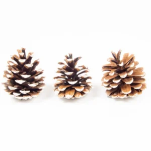 Austriaca cones white tip