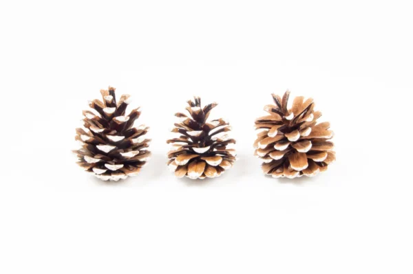 Austriaca cones in net white tip