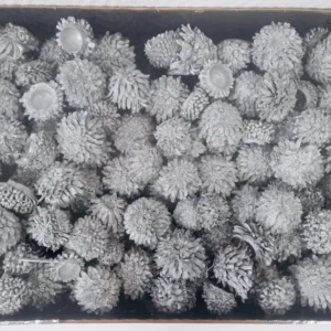 Acorn silver