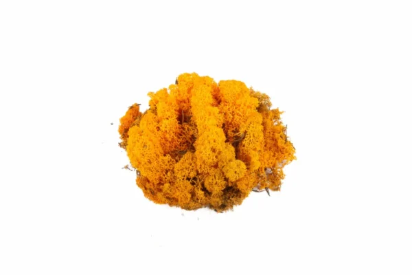 Icelandic moss preserved orange